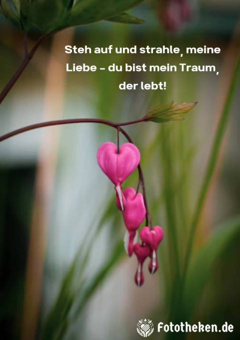 Steh auf und strahle, meine Liebe – du bist mein Traum, der lebt!