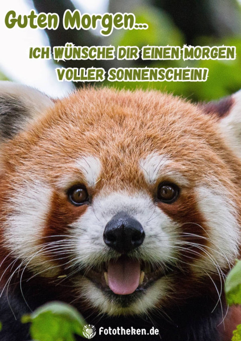 Ich wünsche dir einen Morgen voller Sonnenschein!