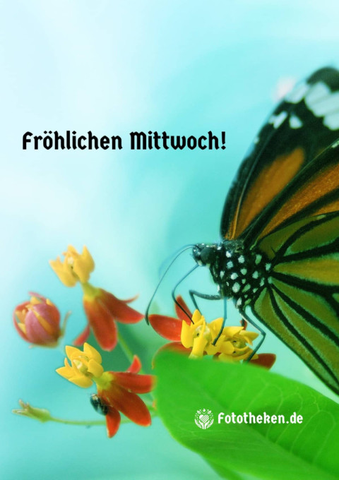 Fröhlichen Mittwoch!