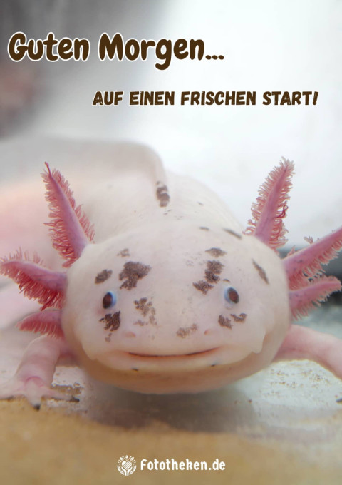 Guten Morgen, auf einen frischen Start!