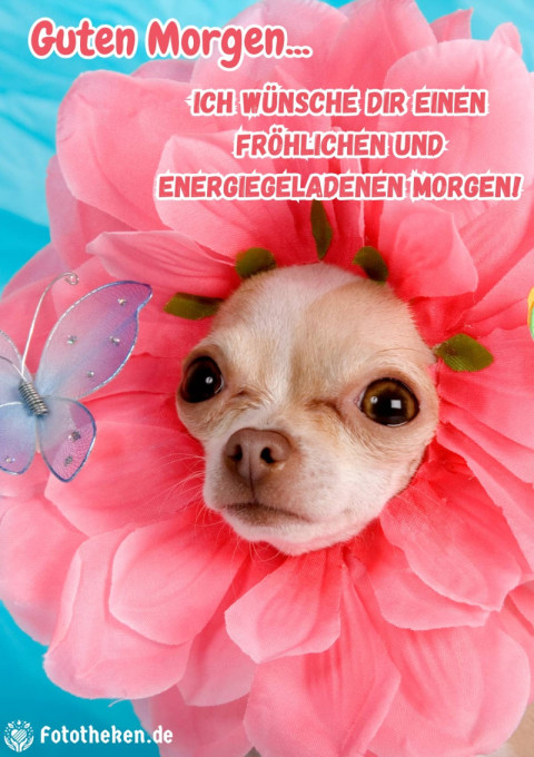 Ich wünsche dir einen fröhlichen und energiegeladenen Morgen!