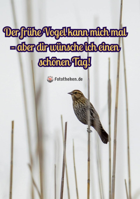Der frühe Vogel kann mich mal – aber dir wünsche ich einen schönen Tag!