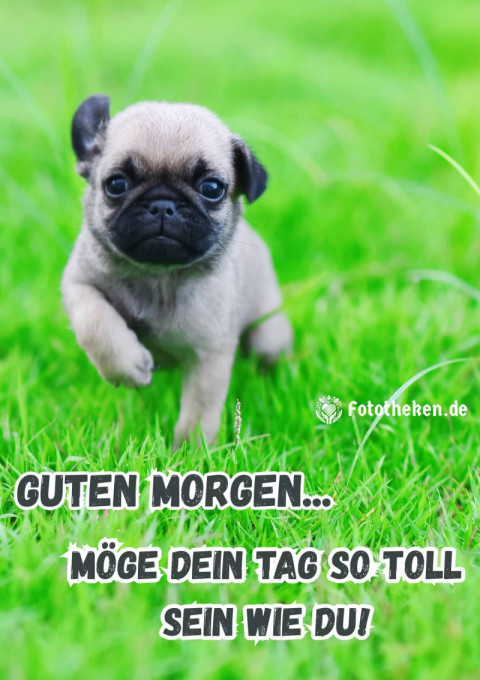 Guten Morgen, möge dein Tag so toll sein wie du!