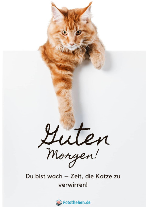 Guten Morgen! Du bist wach – Zeit, die Katze zu verwirren!