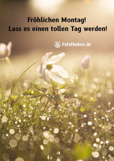 Fröhlichen Montag! Lass es einen tollen Tag werden!