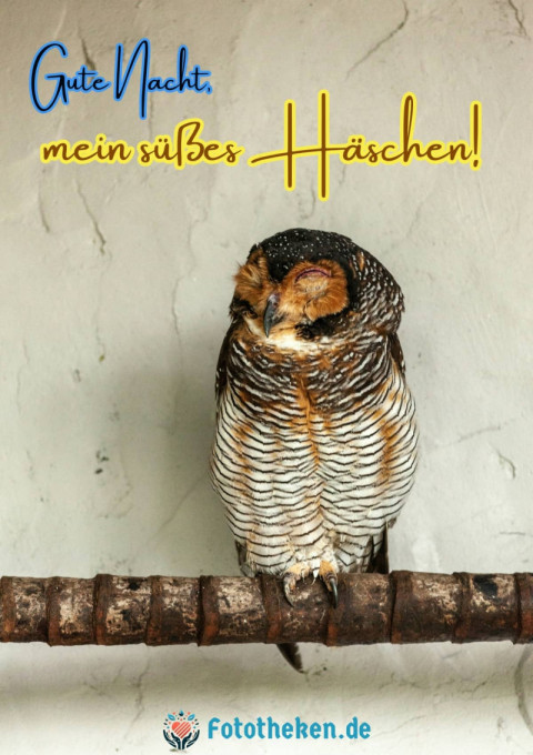 Gute Nacht, mein süßes Häschen!