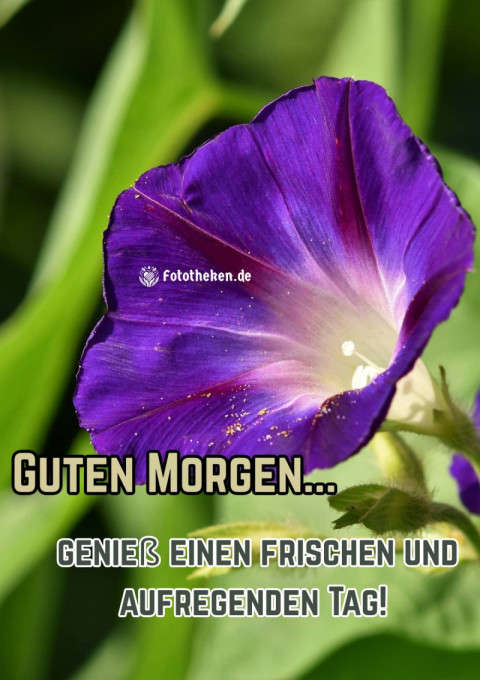 Guten Morgen, genieß einen frischen und aufregenden Tag!