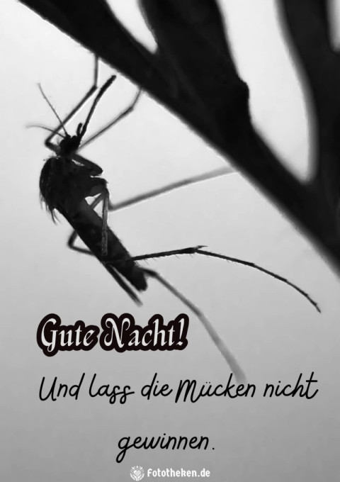 Gute Nacht! Und lass die Mücken nicht gewinnen