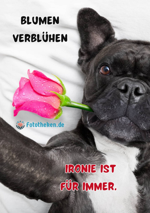 Blumen verblühen Ironie ist für immer
