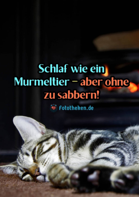 Schlaf wie ein Murmeltier – aber ohne zu sabbern!