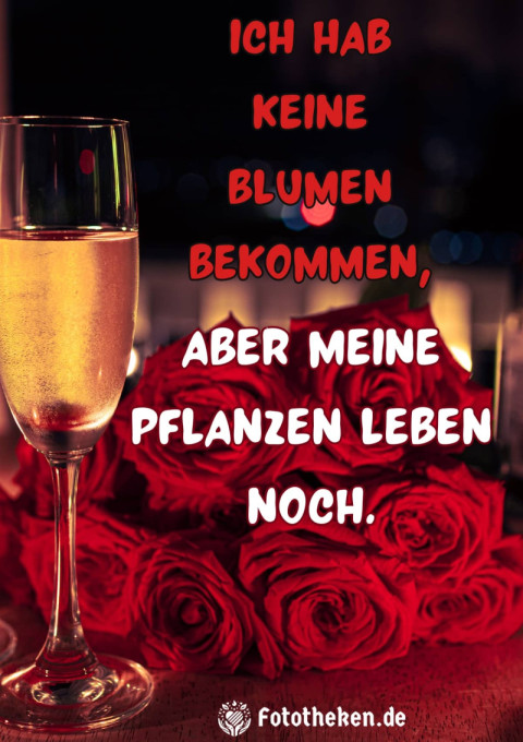 Ich hab keine Blumen bekommen, aber meine Pflanzen leben noch
