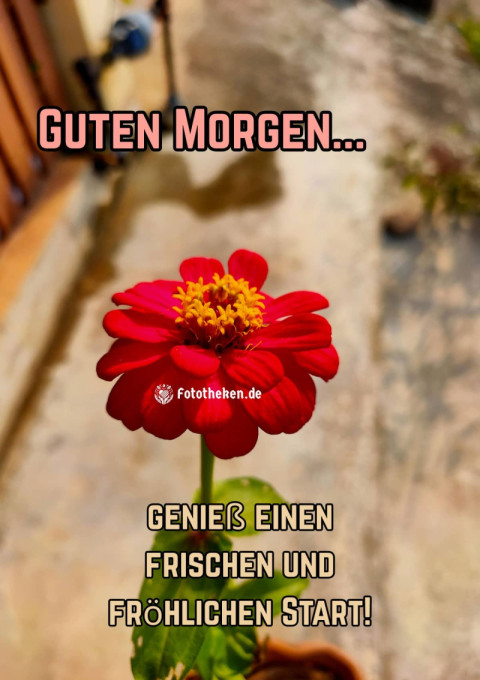 Guten Morgen, genieß einen frischen und fröhlichen Start!