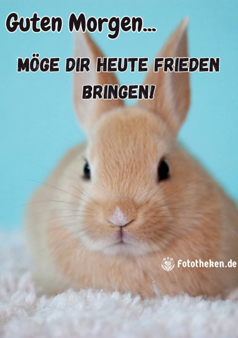 Guten Morgen, möge dir heute Frieden bringen!