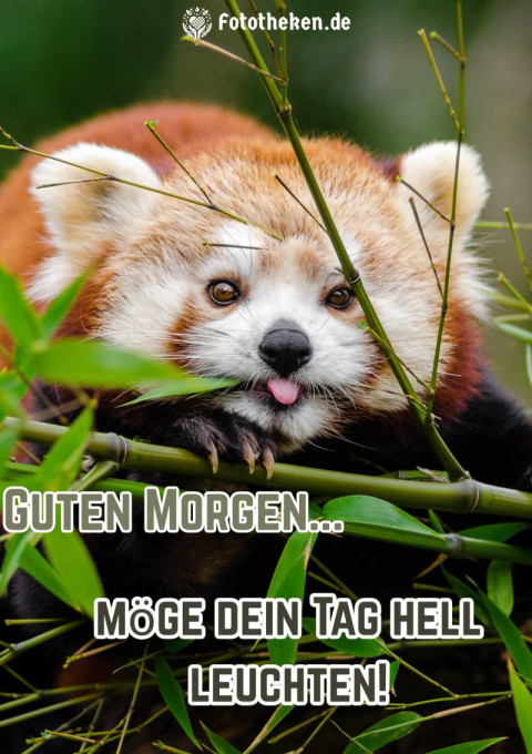 Guten Morgen, möge dein Tag hell leuchten!
