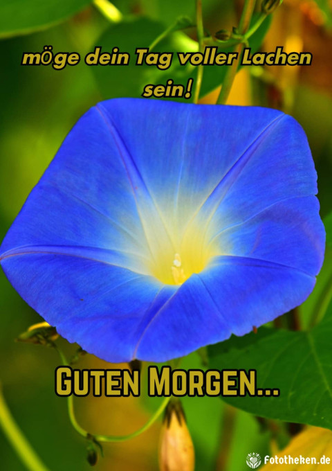Guten Morgen, möge dein Tag voller Lachen sein!