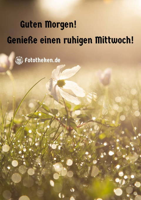 Guten Morgen! Genieße einen ruhigen Mittwoch!