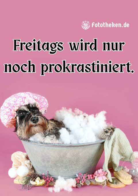 Freitags wird nur noch prokrastiniert