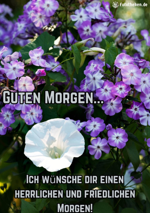 Ich wünsche dir einen herrlichen und friedlichen Morgen!
