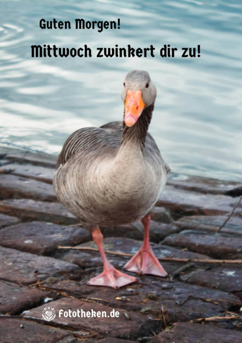 Guten Morgen! Mittwoch zwinkert dir zu!