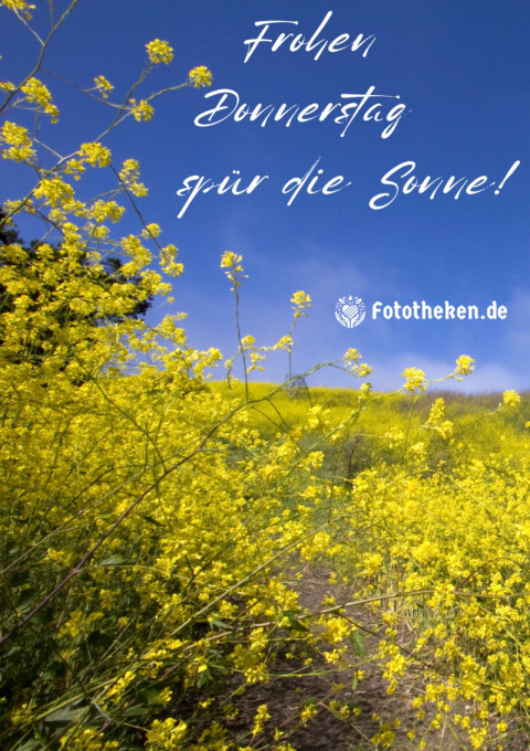 Frohen Donnerstag, spür die Sonne!