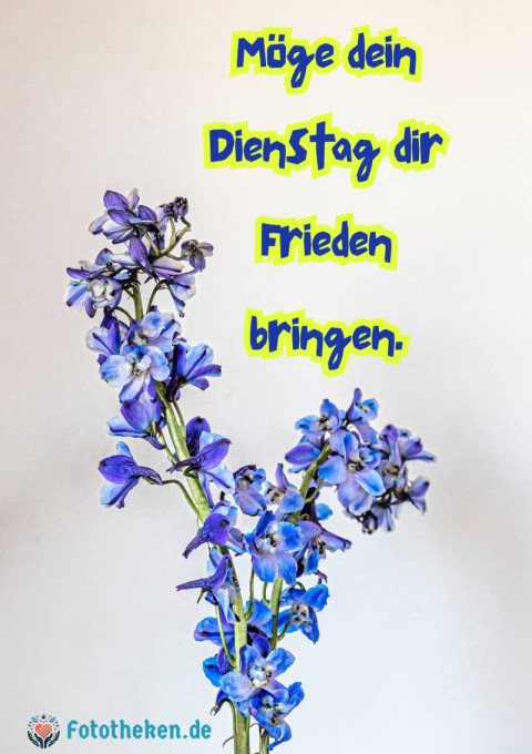 Möge dein Dienstag dir Frieden bringen