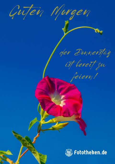 Guten Morgen, der Donnerstag ist bereit zu feiern!