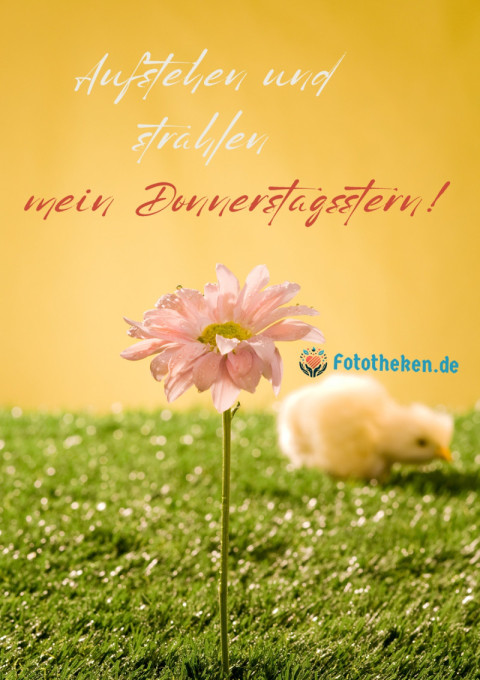 Aufstehen und strahlen, mein Donnerstagsstern!