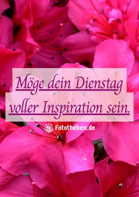 Möge dein Dienstag voller Inspiration sein