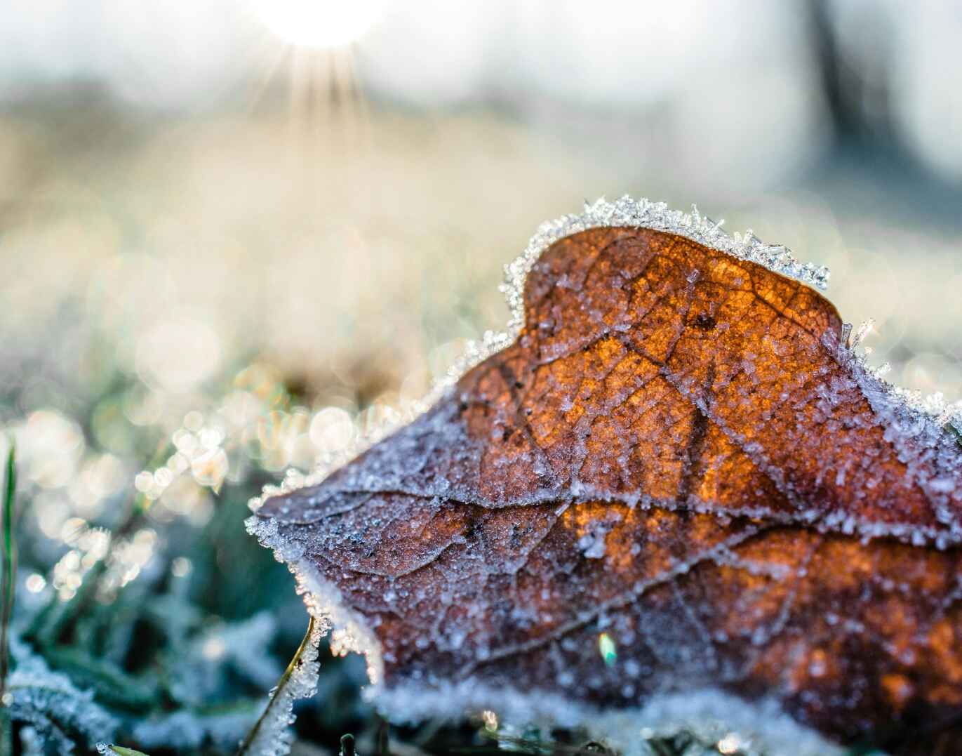 [100+] Guten Morgen Wintergrüße kostenlos für WhatsApp category thumbnail