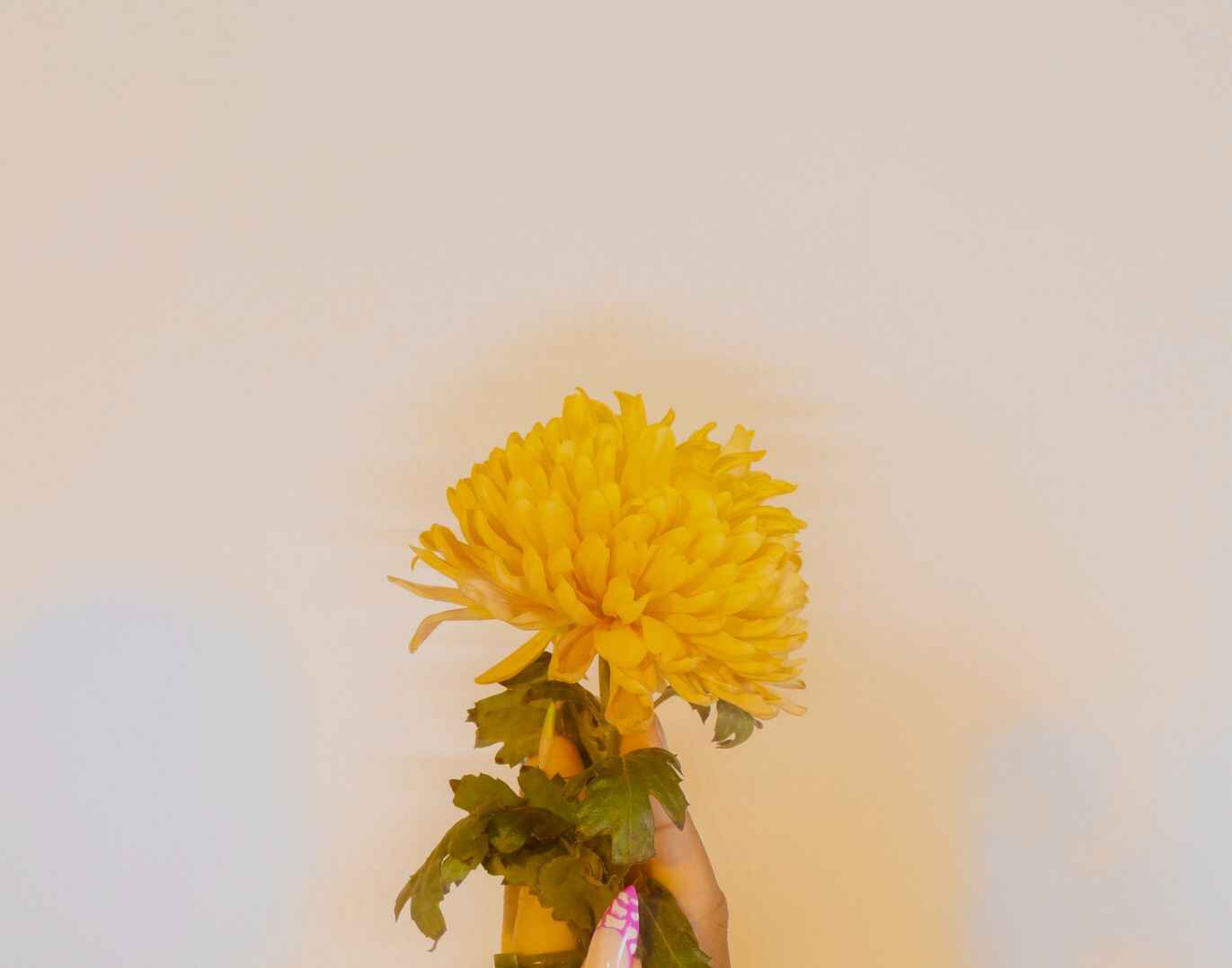 [60+] Kostenlose liebe Sonntagsgrüße Bilder category thumbnail